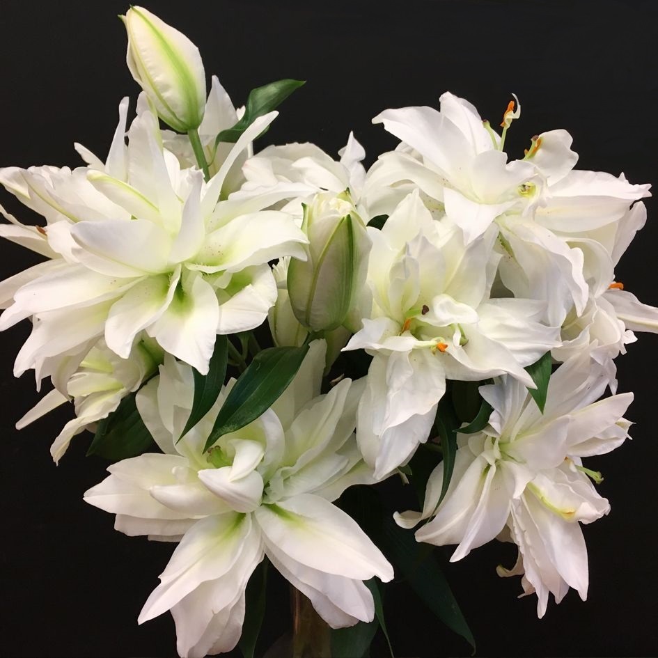 Белые махровые лилии фото