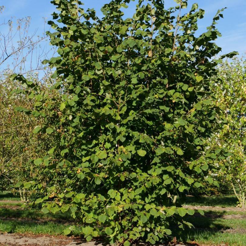 Фото дерева фундук орех и листьев