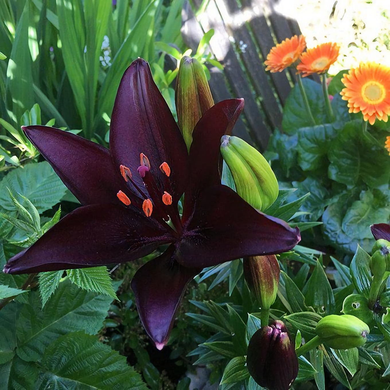 Лилия азиатская. Лилия Dark Secret. Lilium Asiatic 