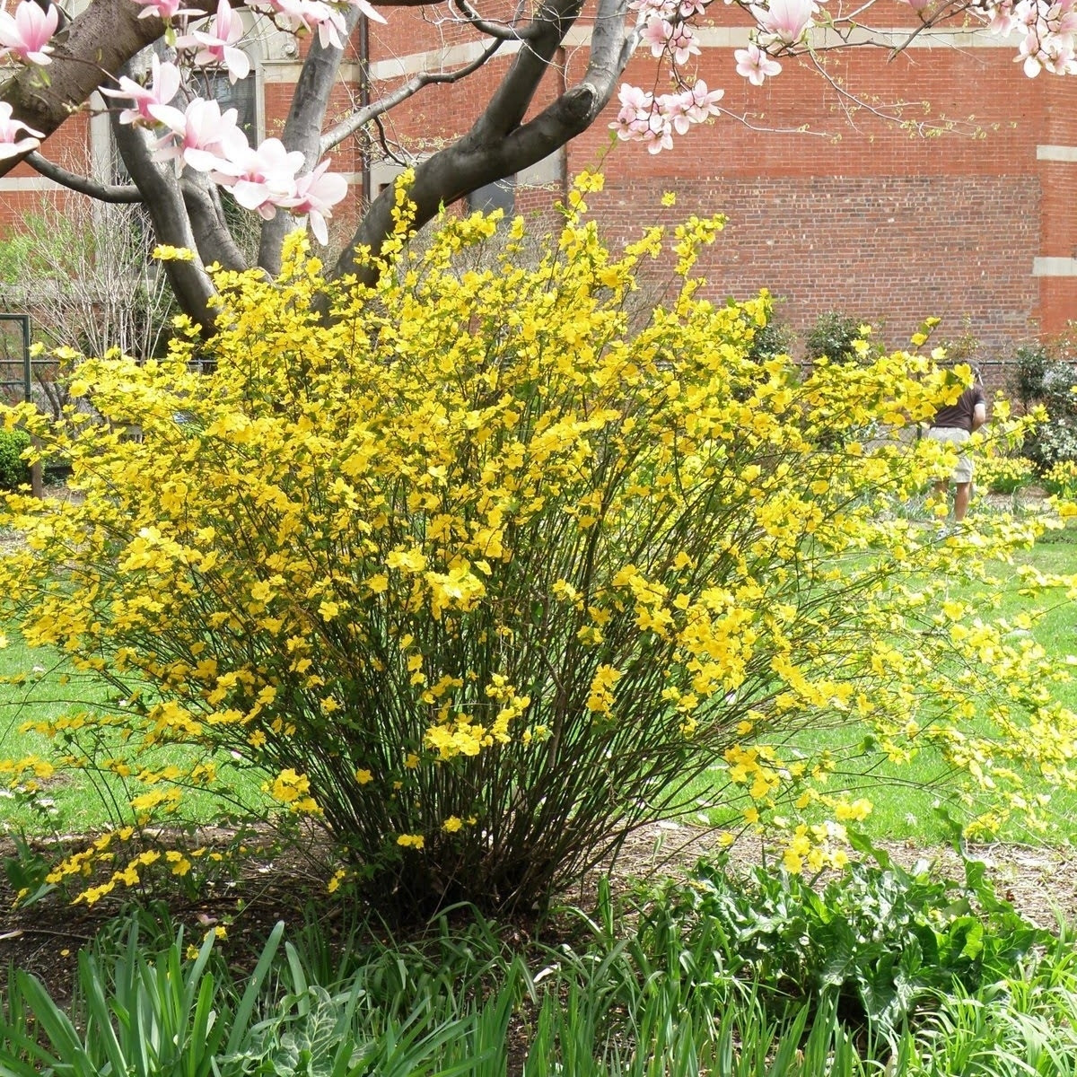 Кустарники декоративные цветущие для сада с желтыми цветами фото и названия