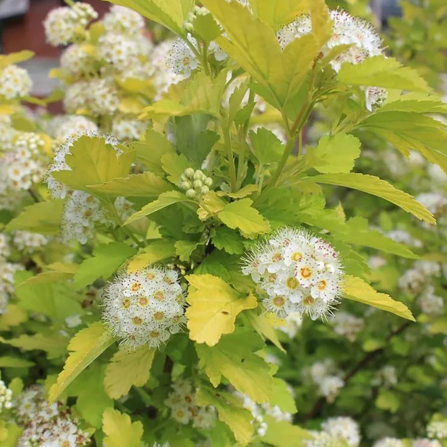 Пузыреплодник калинолистный physocarpus opulifolius. Пузыреплодник Наггет. Пузыреплодник калинолистный Наггет. Пузыреплодник калинолистный Ауреа. Пузыреплодник калинолистный Nugget.