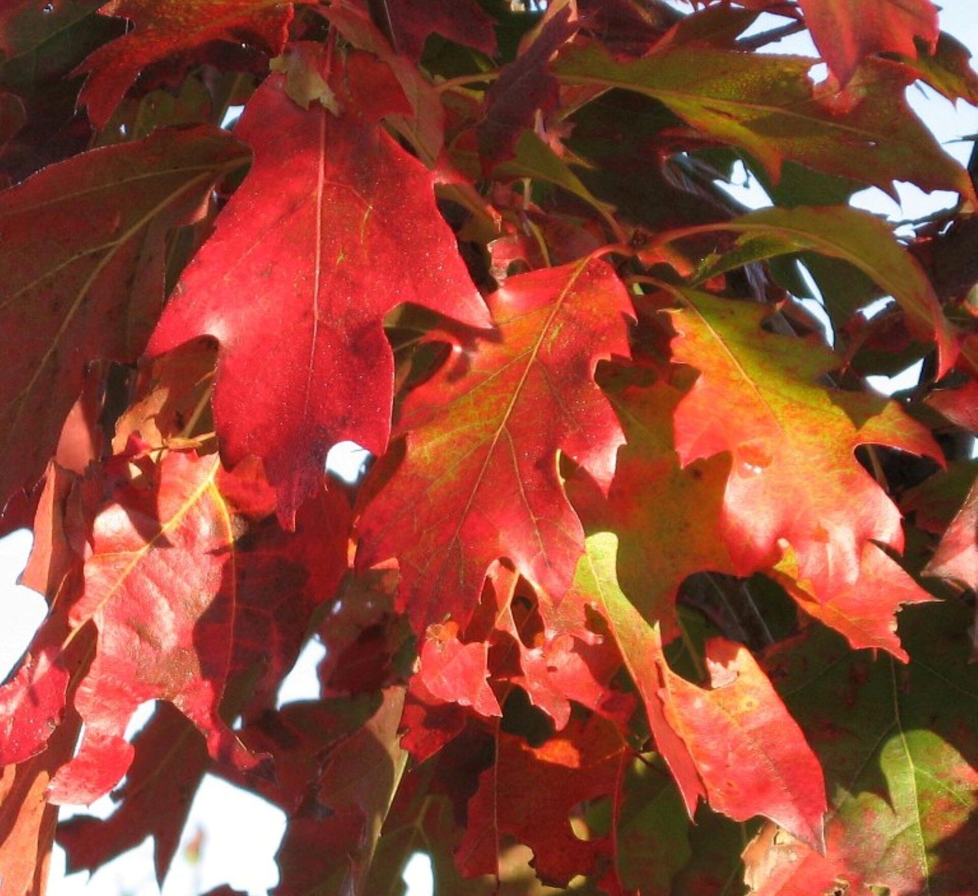 Дуб красный / Quercus rubra лист