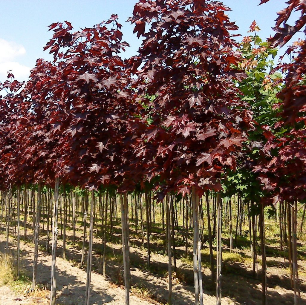Декоративные деревья с бордовыми листьями фото