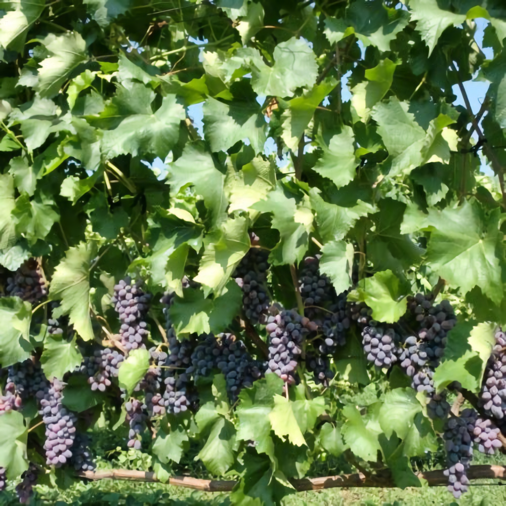 виноград сша описание сорта