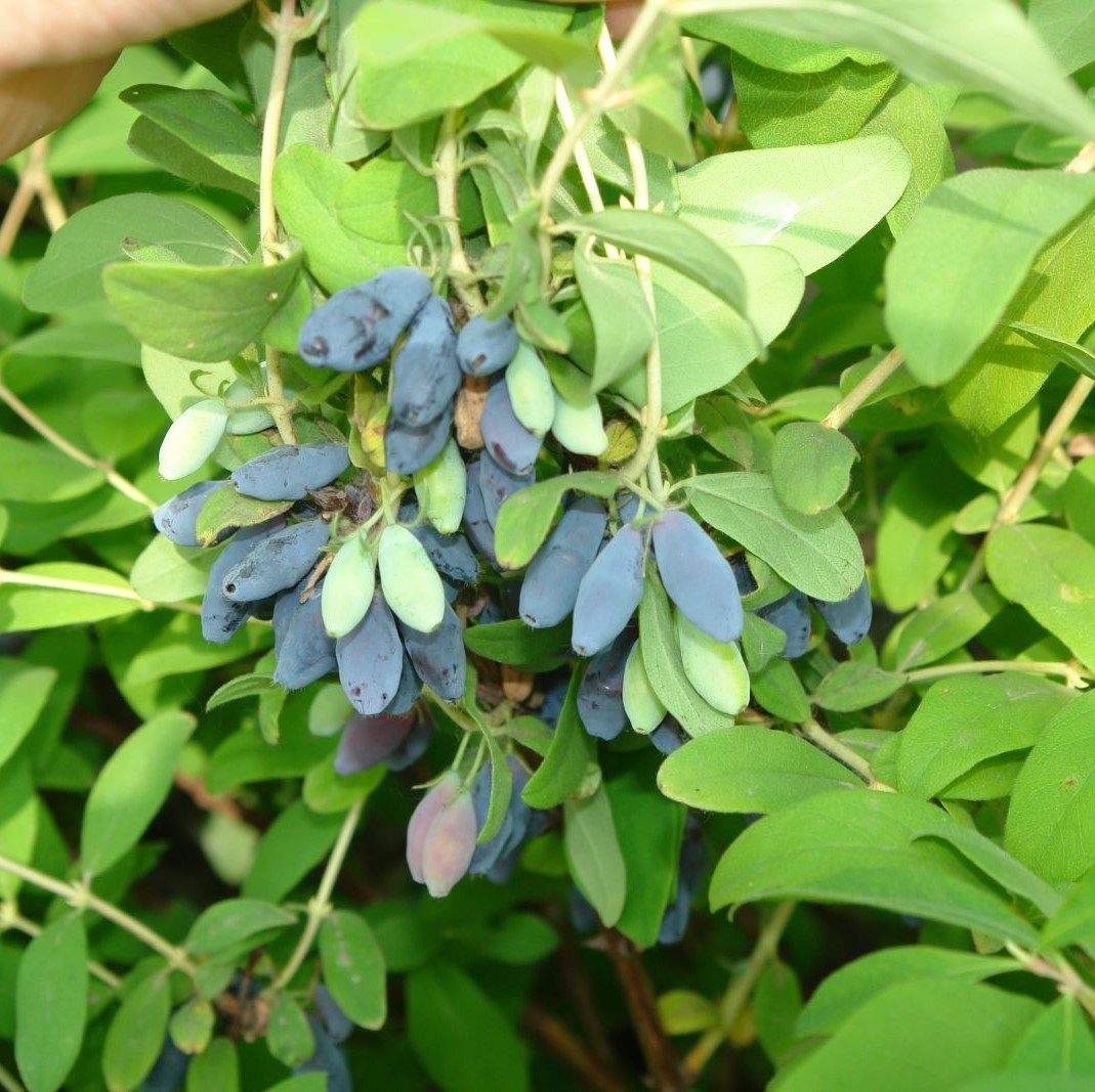 Фото жимолости. Lonicera caerulea жимолость съедобная. Жимолость лазурит. Жимолость лазурит куст. Жимолость sinichka.