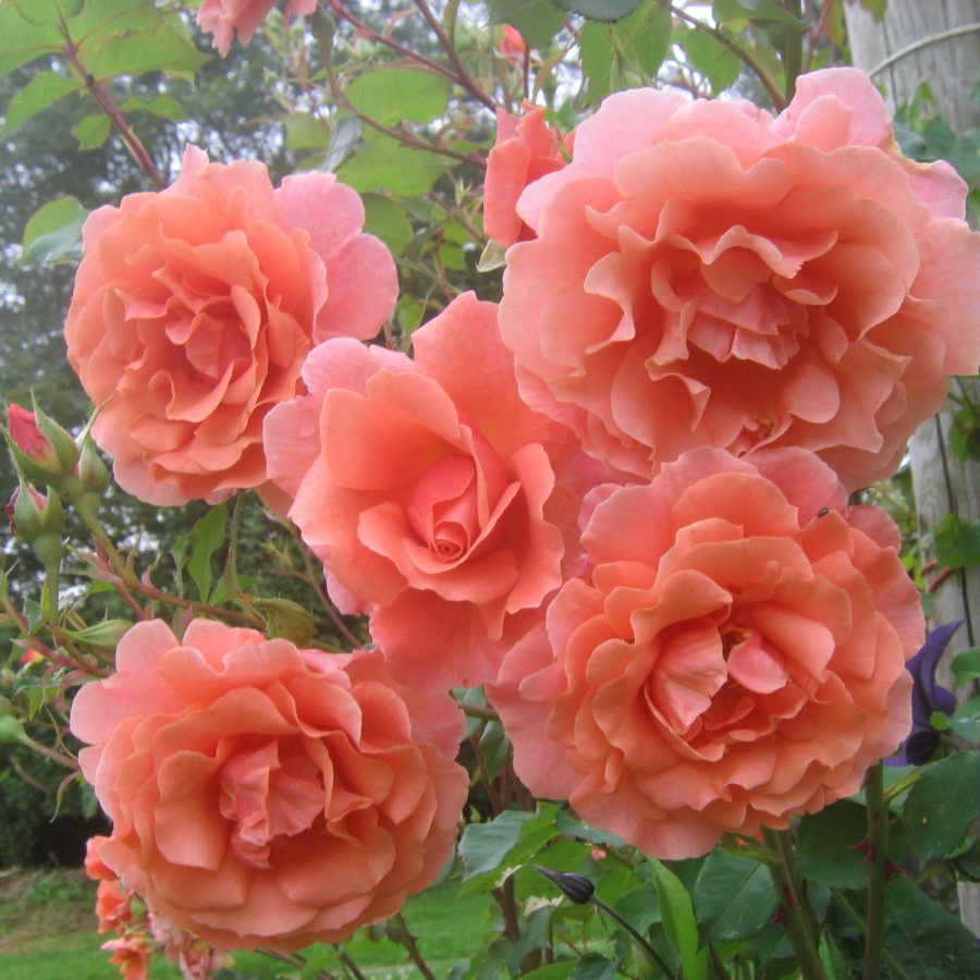 Розовый Жемчуг Роза Плетистая