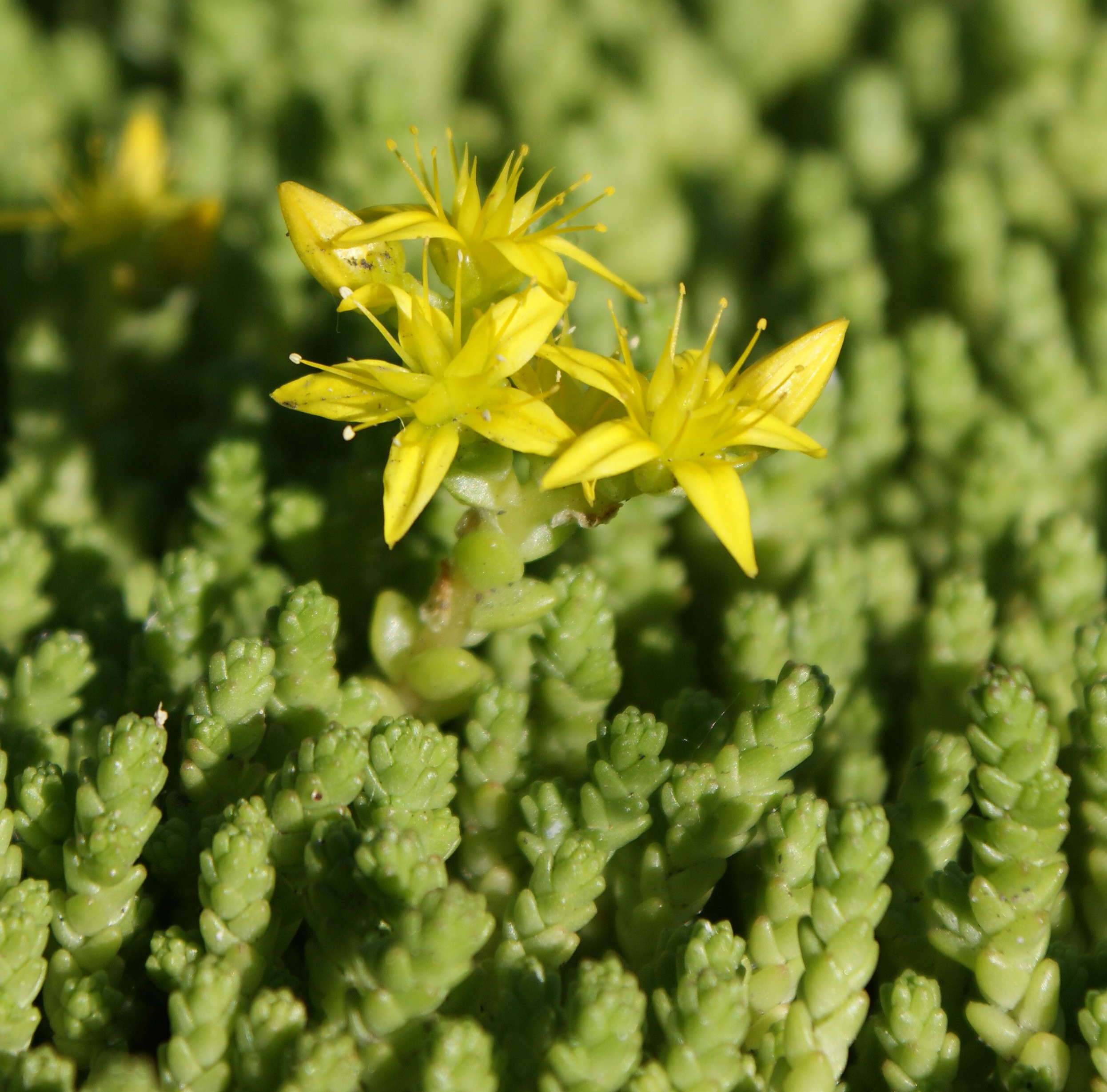 Очиток едкий. Очиток едкий Sedum acre. Очиток едкий (Sedum acre `Aureum`). Седум (Очиток) едкий (Sedum acre). Очиток едкий(Sedum acre l.).