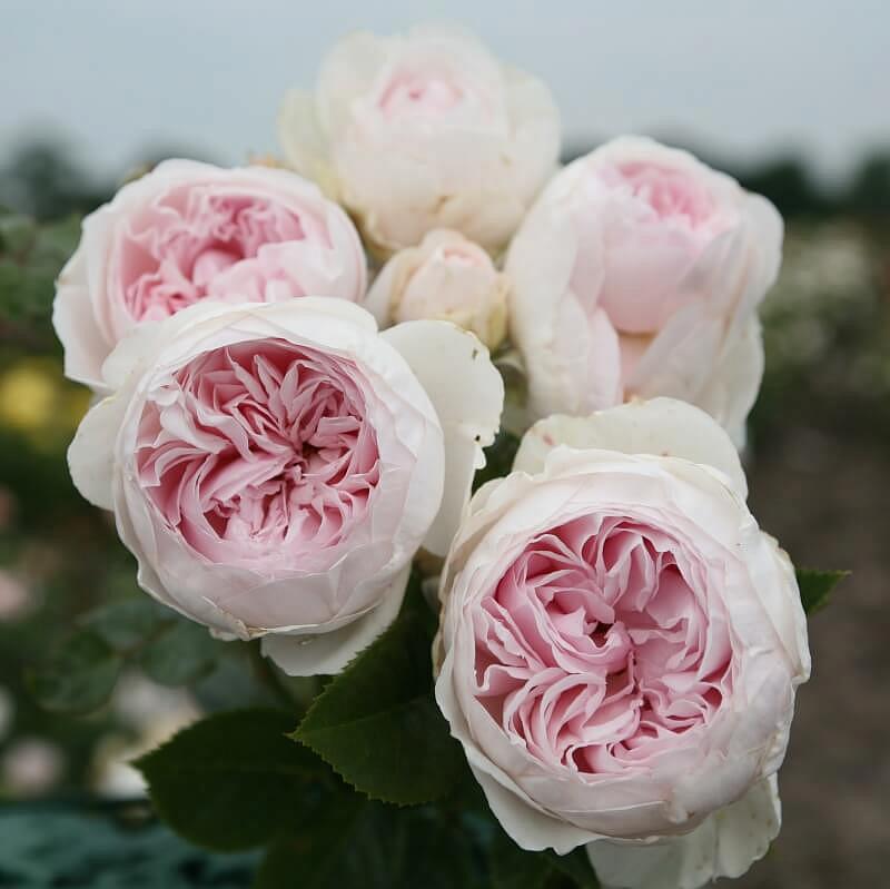Роза флорибунда герцогиня кристина фото и описание