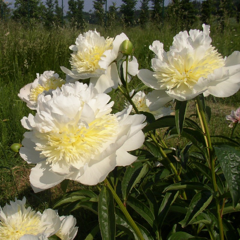 Пион honey gold фото и описание