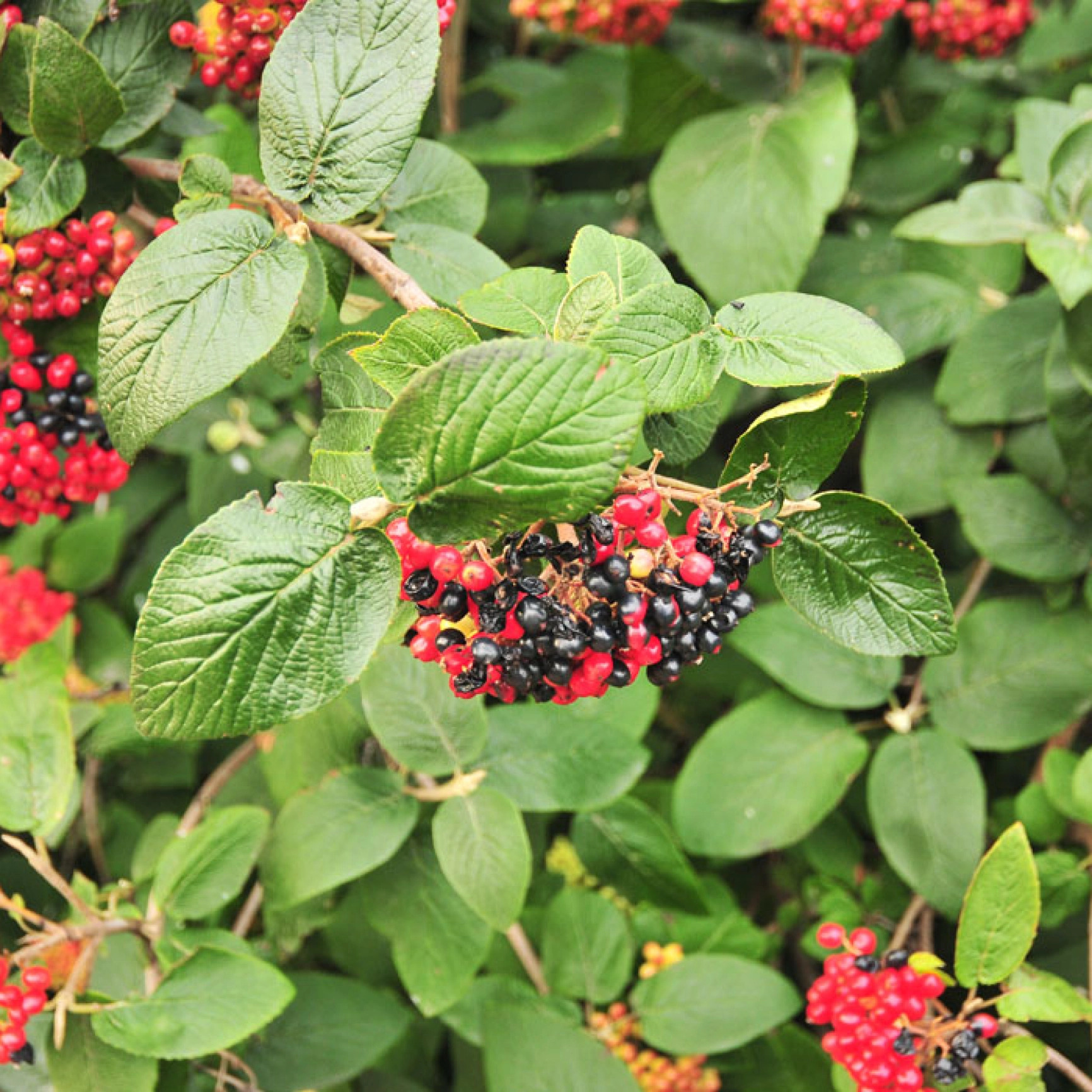 Калина гордовина Viburnum Lantana