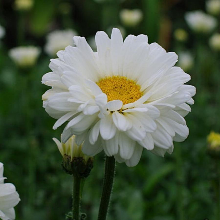 Нивяник Leucanthemum