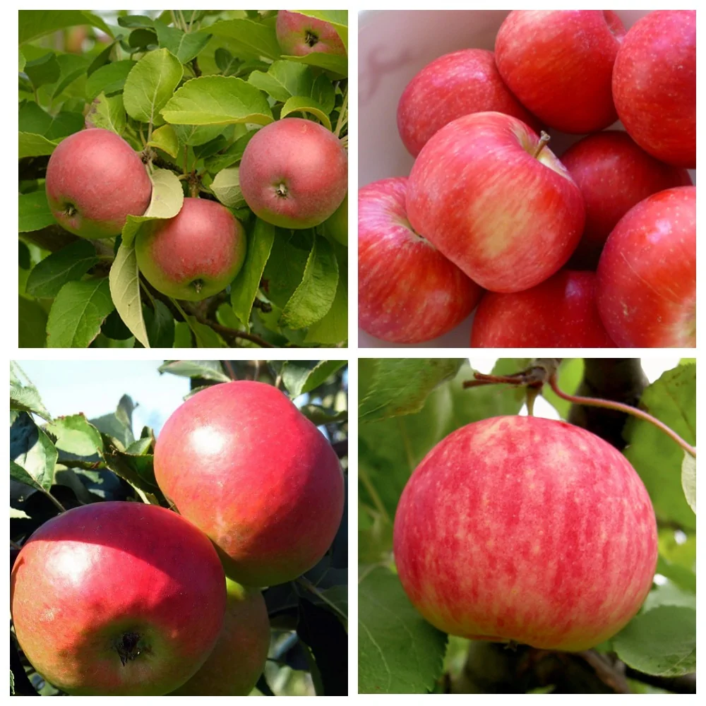 Яблоня эра описание фото. Яблоня гибридная сорта. Гибрид яблони и груши. Гибрид яблока и вишни. Гибрид яблока и абрикоса.